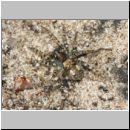 Arctosa perita - Wolfsspinne 01 9mm Sandgrube Niedringhaussee.jpg